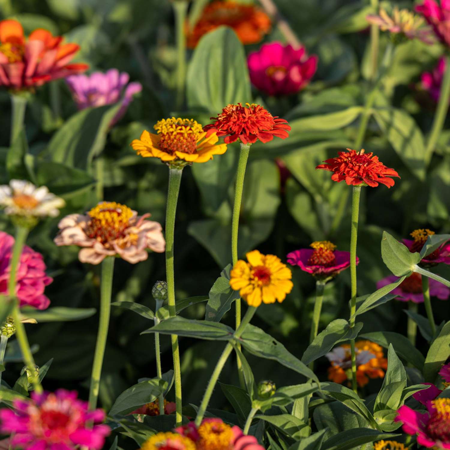Zinnia 'Lilliput Mix' (graines)